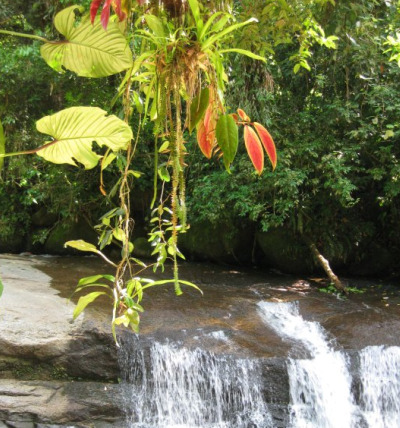 Ubatuba Falls & Bromeliads.jpg